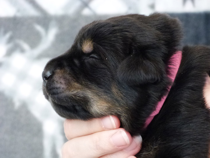 chinook puppy